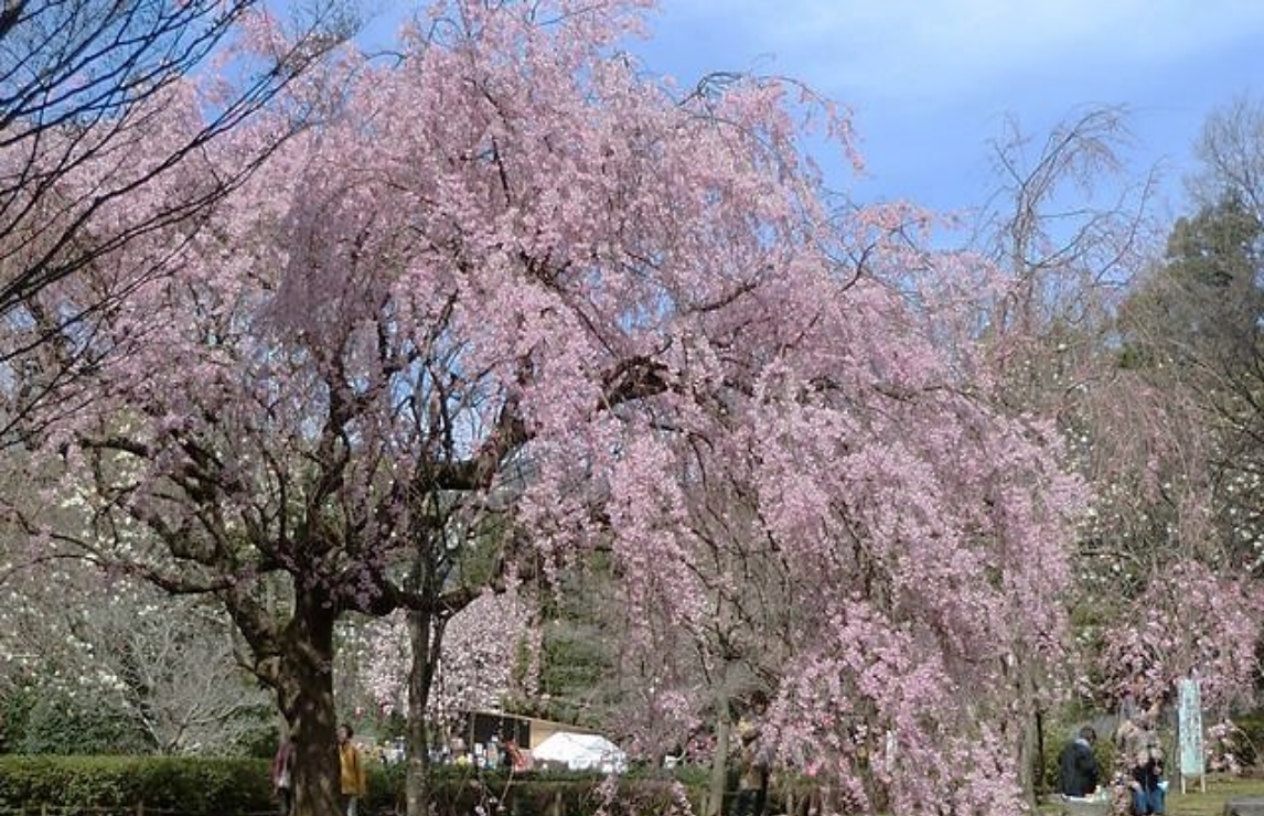 新井城址公園枝垂れ桜